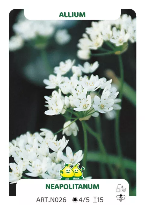 Allium 'Neapolitanum'