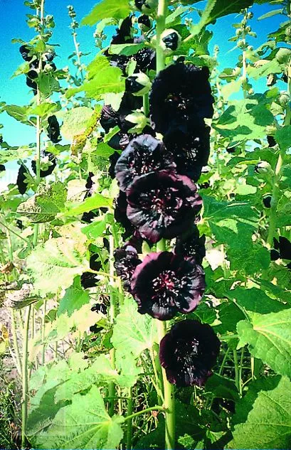 Alcea rosea 'Nigra'