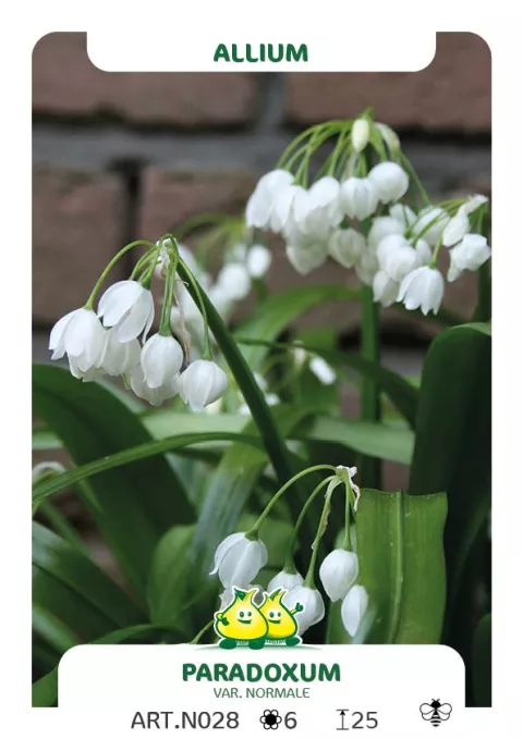 Allium paradoxum var. 'Normale'