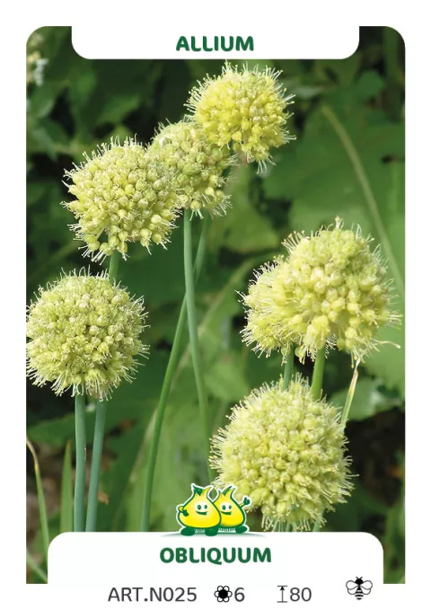 Allium 'Obliquum'