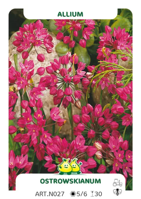 Allium 'Ostrowskianum'