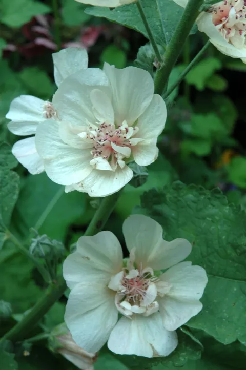 Alcea hybr. 'Park Allee'
