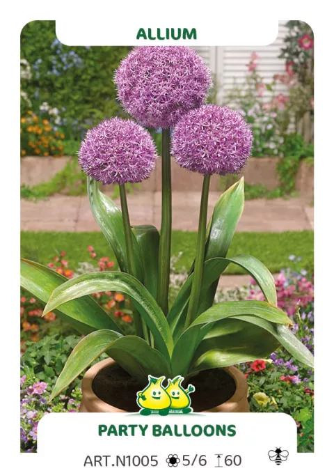 Allium 'Party Balloons'