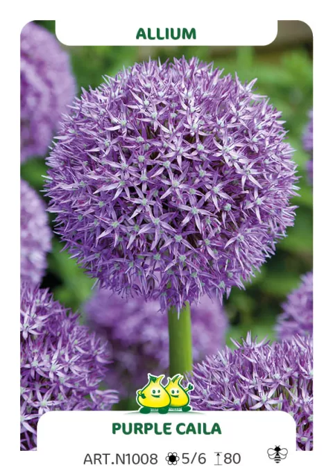 Allium 'Purple Caila'