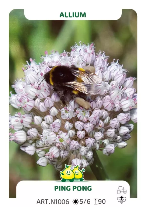 Allium ampeloprasum 'Ping Pong'