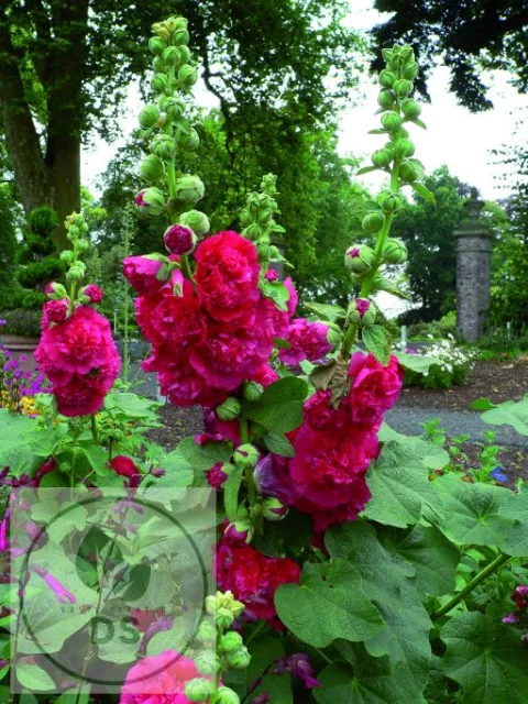 Alcea rosea 'Ch. D. Red'