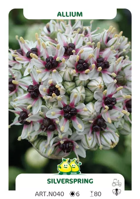 Allium 'Silverspring'