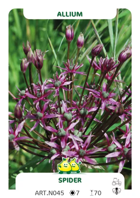 Allium 'Spider'