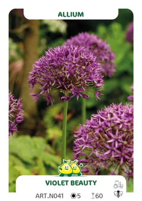 Allium 'Violet Beauty'
