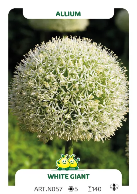 Allium stipitatum 'White Giant'
