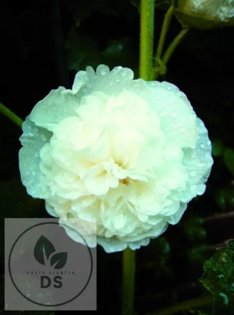 Alcea rosea 'Ch. D. White'