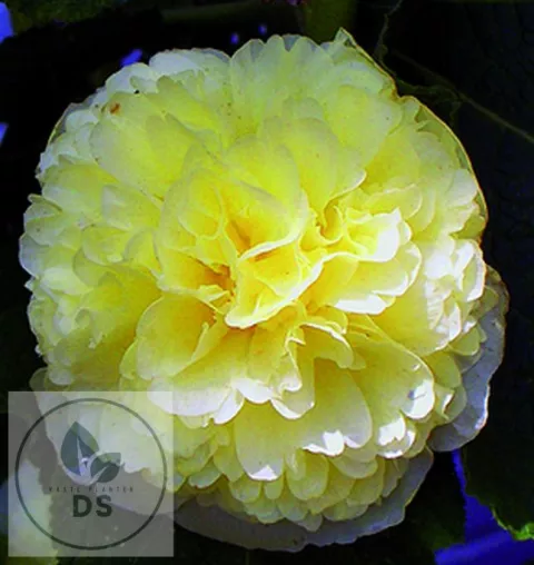 Alcea rosea 'Ch. D. Yellow'