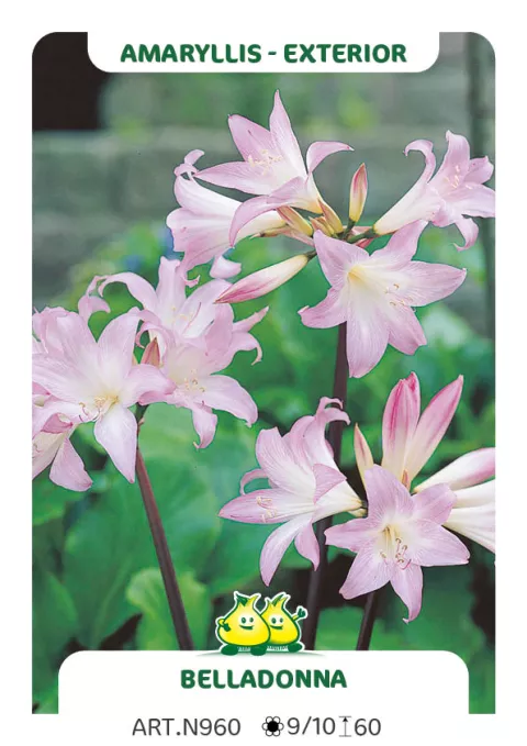 Amaryllis 'Belladonna'