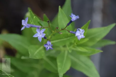 Amsonia hybr. 'Blue Ice'