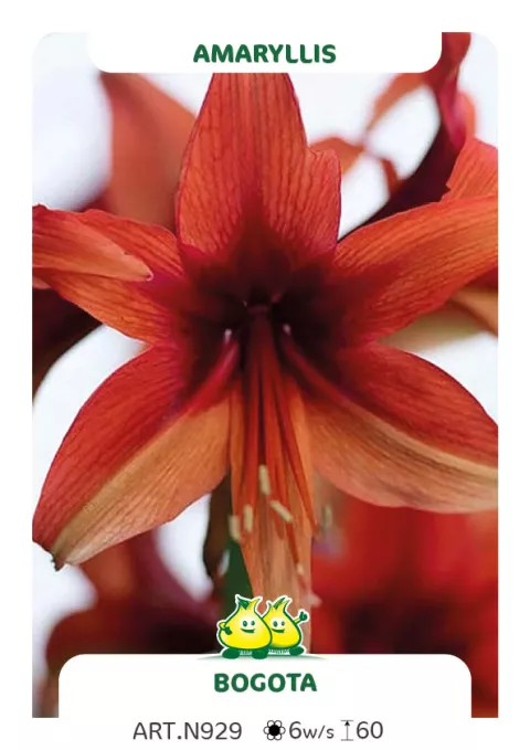 Amaryllis 'Bogota'