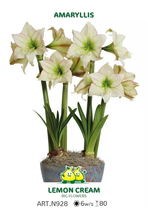 Amaryllis 'Lemon Cream'