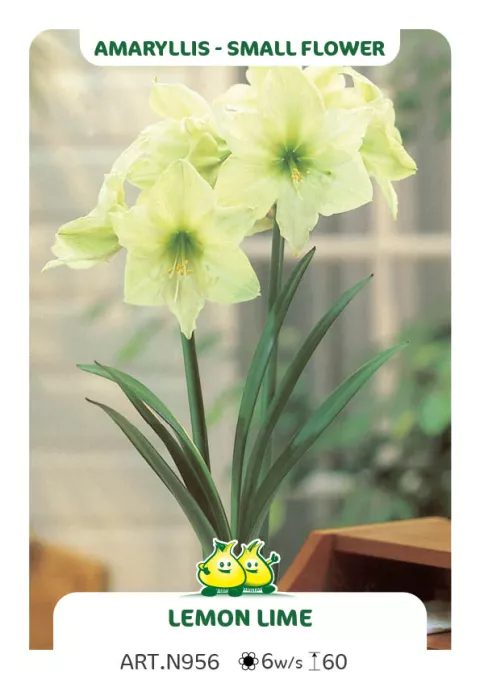 Amaryllis 'Lemon Lime'