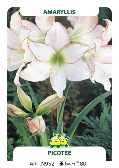 Amaryllis 'Picotée'