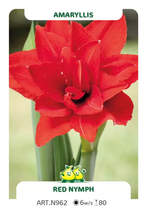 Amaryllis 'Red Nymph'