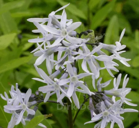 Amsonia tabern. var. salicifolia