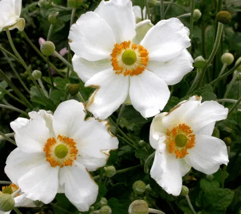 Anemone hybr. 'Andrea Atkinson'