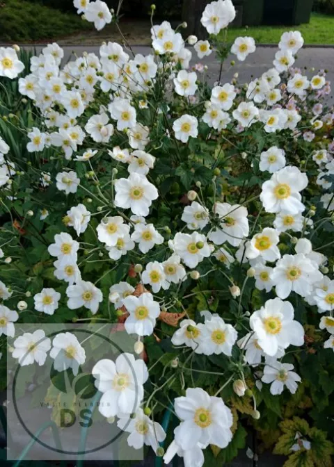 Anemone hybr. 'Andrea Atkinson'