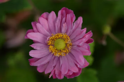 Anemone hybr. 'Bressingham Glow'