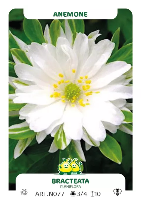 Anemone nem. 'Bracteata Pleniflora'