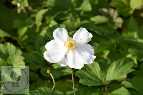 Anemone hupeh. 'Coupe d'Argent'