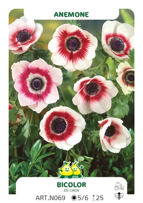 Anemone De Caen 'Bicolor'