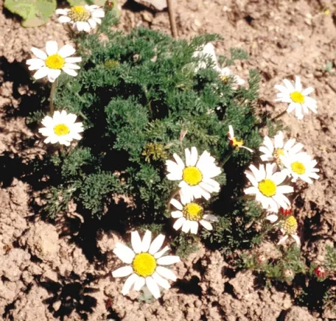 Anacyclus pyrerthr. var. depressus