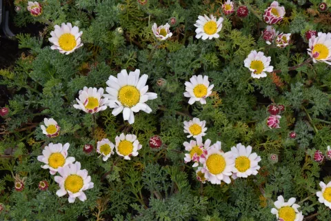 Anacyclus pyrerthr. var. depressus