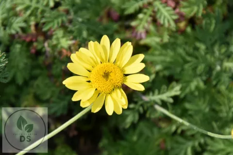 Anthemis hybr. 'Dwarf Form'