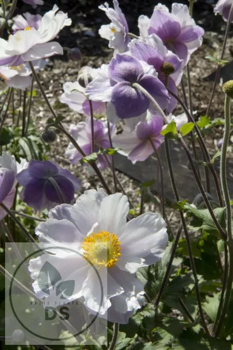 Anemone hybr. 'Dreaming Swan'