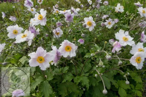 Anemone hybr. 'Dreaming Swan'