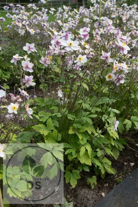 Anemone hybr. 'Dainty Swan'