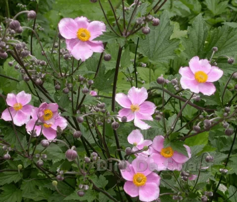 Anemone hybr. 'Elegans'
