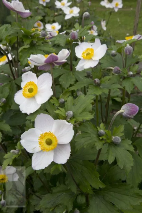 Anemone hybr. 'Elfin Swan'