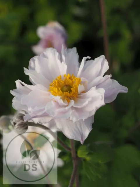 Anemone hybr. 'Frilly Knickers'