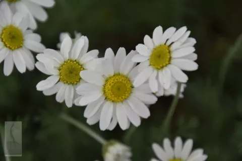 Anthemis carpatica 'Karpatenschnee'