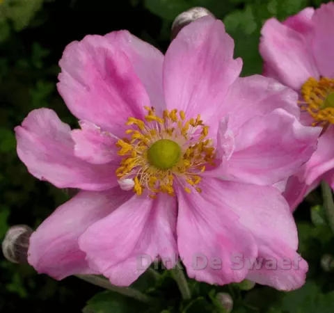 Anemone hybr. 'Königin Charlotte'