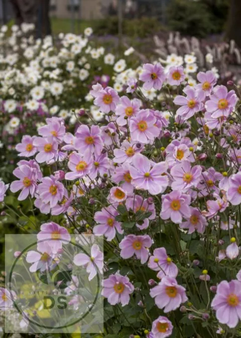 Anemone hybr. 'Loreley'