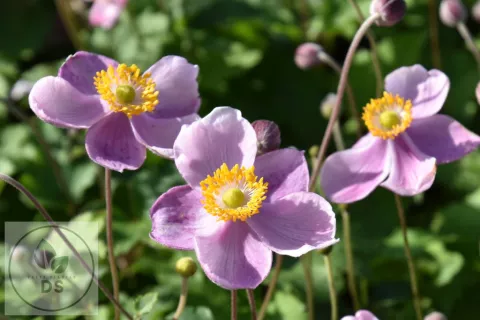 Anemone hupeh. 'Little Princess'