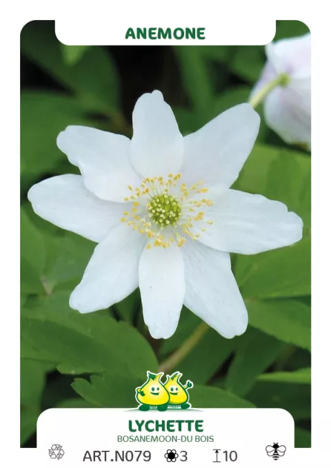 Anemone nem. 'Lychette'