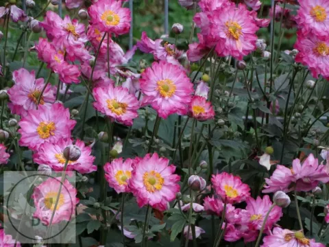 Anemone hybr. 'Margarete'