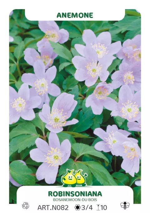 Anemone nem. 'Robinsoniana'