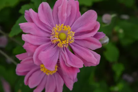 Anemone hybr. 'Pamina'