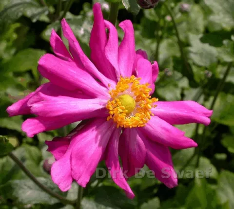 Anemone hupeh. 'Prinz Heinrich'