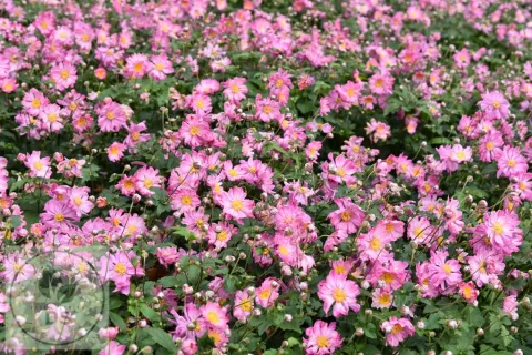 Anemone hupeh. 'Prinz Heinrich'