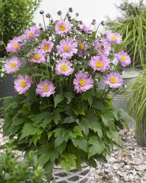 Anemone hupeh. 'Pocahontas' PBR